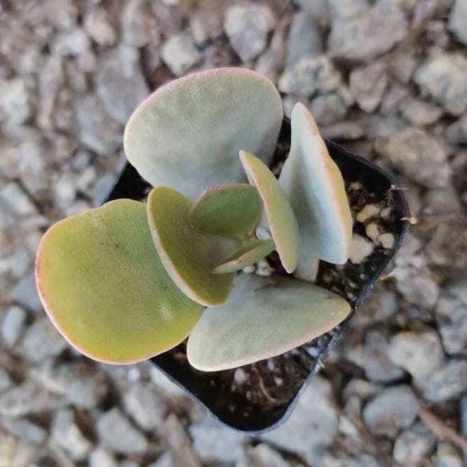 2 Crassula arborescens Silver Dollar Jade - $15.37
