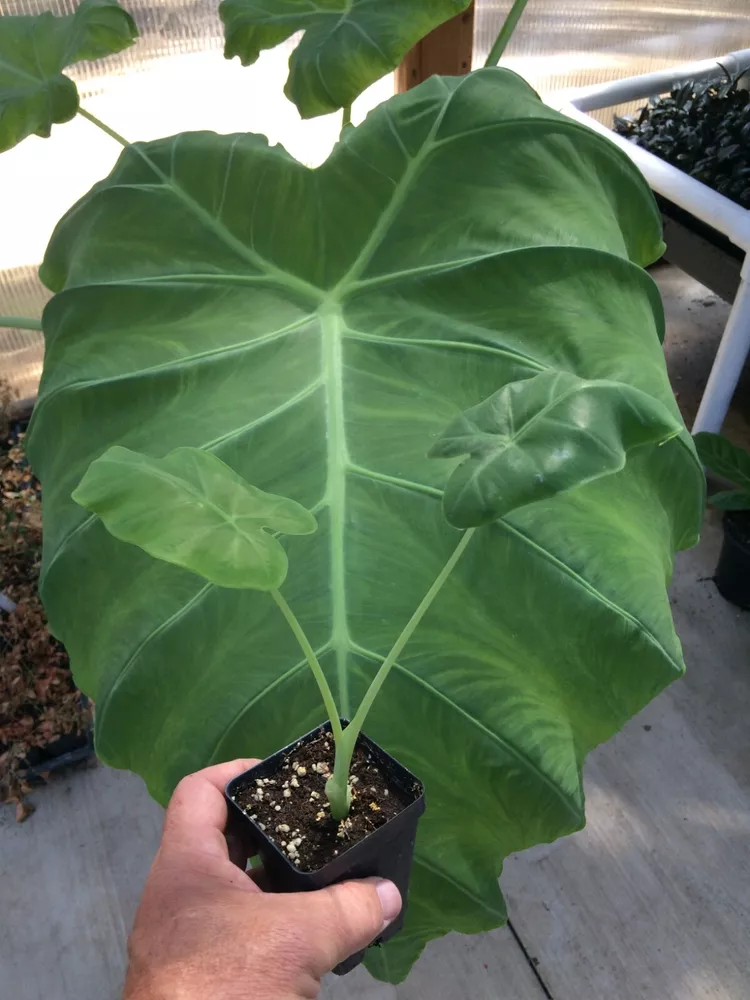 Colocasia  thai giant  elephant ear thumb200