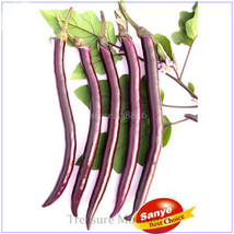 Hangzhou Purple Red Eggplant Seeds 100 Seeds Simple pack Early mature Hy... - $7.99