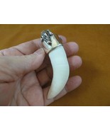 (G963-16-12) Extra LARGE 3-3/8&quot; GATOR Alligator Tooth SILVER CAP gators ... - €351,92 EUR