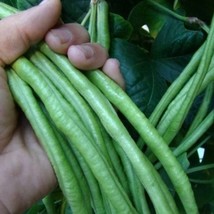 You Fong Wong Yard Long Bean Seeds Fast Shipping - £11.27 GBP