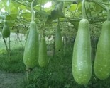 Big Bottle Gourd Seeds 5 Seeds Asian Squash Pugua Opo Seeds Fast Shipping - £7.20 GBP