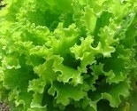 Salad Bowl Lettuce Seeds 500 Healthy Garden Leafy Greens Salad Fast Ship... - $8.99