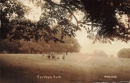 Farnham Park Surrey ENGLAND-GRAZING DEER~1917 W H Applebee Photo Postcard - £6.20 GBP