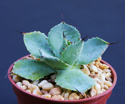 Agave potatorum, exotic rare garden succulent air plant  cactus bonsai 4&quot; pot - £11.98 GBP