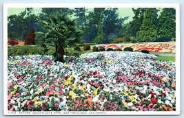 San Francisco California Aster Flower Garden Golden Gate Park Postcard - £3.97 GBP