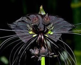 5 Tacca chantrieri Rhizomes, Bat Flower Rhizomes, Free Phytosanitary certificate - £47.96 GBP