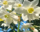 Outdoor Plants Garden Mix Flowers, Flowers, Colorful Cute Flowers - $7.00