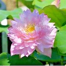 New Fresh Seeds 5 Polyphyll Pink Lotus Seeds Nelumbo Nucifera - £11.08 GBP