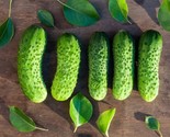 25 Boston Pickling Cucumber Seeds Fast Shipping - £7.20 GBP