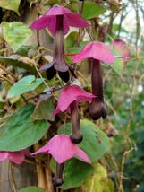 Purple Bell Vine 25 Seeds Rhodochiton atrosanguineus - €9,27 EUR
