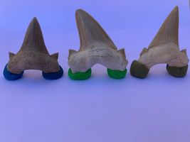 Great 2.75 inches Fossil Shark Rare Megaldon GIANT natural Teeth Ancient... - £70.08 GBP