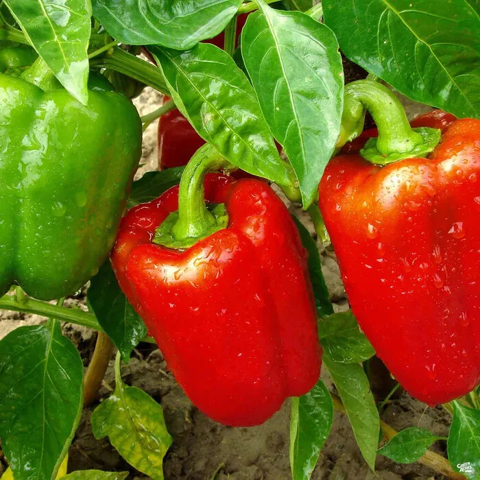 50 Seeds Sweet Red Bell Pepper Non-Gmo - £7.96 GBP
