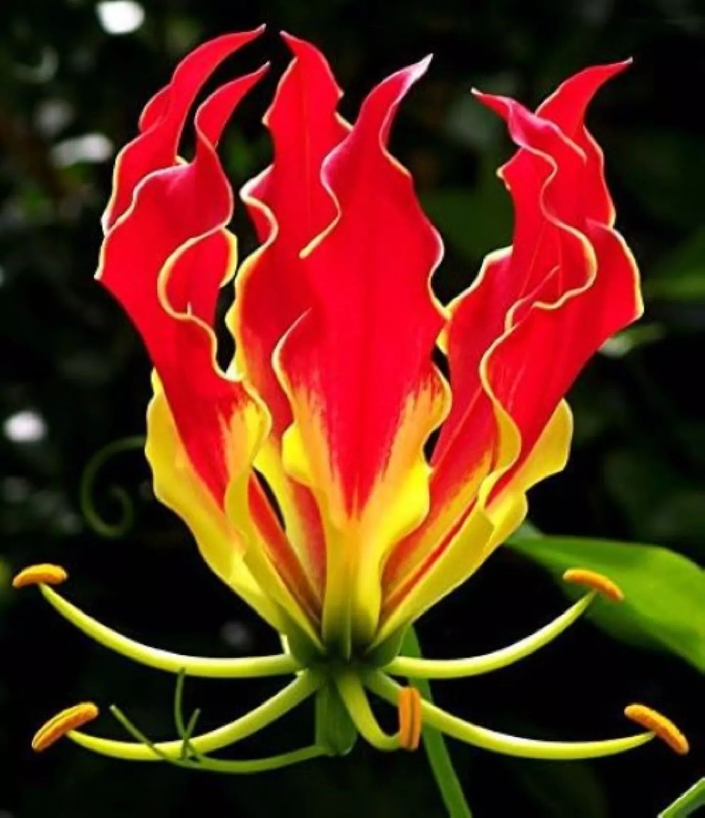 20 Flame Lily Seeds - £7.09 GBP