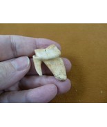 (F311-2) 1-1/4&quot; ancient Genuine Giant European Cave Hyena molar T**th sp... - $6,231.08 MXN