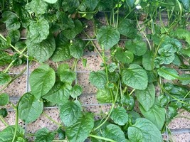 Malabar Spinach Basella Alba 50 Seeds Fresh Garden - £10.22 GBP