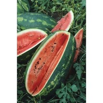 Congo Watermelon Seeds 25 Seeds Non-Gmo Large Red Meat - £7.04 GBP