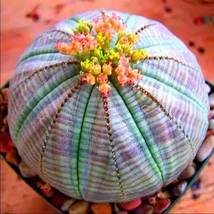 Euphorbia obesa Flower,100 seeds - £12.64 GBP