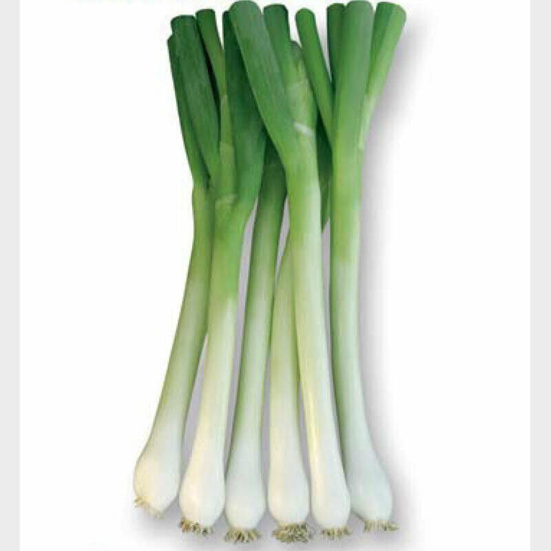 Chinese Green Leek Vegetables, 50 Seeds