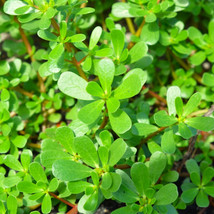 Green Purslane Seeds Portulaca Oleracea Lettuce Weed Seed Free Shipping - £4.65 GBP