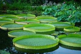 10 Grains Giant Water Lily Lotus Victoria Amazonica - $79.11 MXN