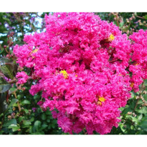 7 Live Clippings! Pink Crape Myrtle Grows Into huge Flower Bearing Tree ... - £23.52 GBP