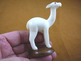 (TNE-LLA-461A) little white baby Llama farm TAGUA NUT nuts palm figurine carving - £19.49 GBP