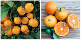 Calamondin/Calamansi Orange Tree, 26-30&quot; Tall Live Plant, Gal. Pot, Citrus mitis - £101.56 GBP