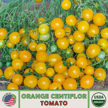 10 Orange Centiflor Tomato Seeds Multi flor seeds (For Spring &amp; Summer) - $7.05