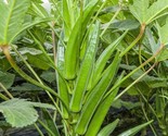 Clemson Spineless Okra Seeds Us Southern Ochro Okro Garden Vegetable Seed  - $5.93