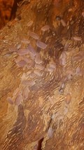Cubaris Murina Tri Pack. Free 2 day Fed Ex - $102.84