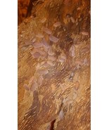 Cubaris Murina Tri Pack. Free 2 day Fed Ex - $102.84