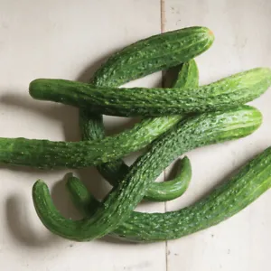 25 Seeds Suyo Long Cucumbers Planting Edible Food Easy To Grow Fresh Garden - $9.32