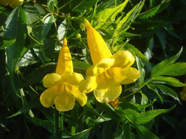 30  Seeds Organic Esperanza , Yellow Bells, Yellow Elder Bush, Tecoma Stans  - £3.22 GBP