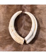 Big Warthog Tusks- 2 Real War Tusks - African Wild Pig Tusks Polished - 9&quot; - $2,997.00 MXN