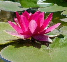 5 Bright Pink Water Lily Seeds Nymphaea Spp Flowering Blooms Hardy Tropi... - $21.00