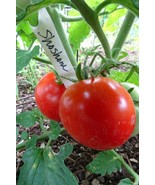 Shoshone, early-ripening tomato from Idaho with great taste! - €4,97 EUR