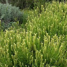 Top USA Seller Yellow Lavender Seeds Lavandula Viridis Packet Of 10 Seeds - £14.23 GBP