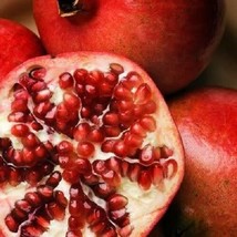 SGHOST 25 Pomegranate Fruit Tree Punica Granatum Red Seeds * USA Seller - $10.61