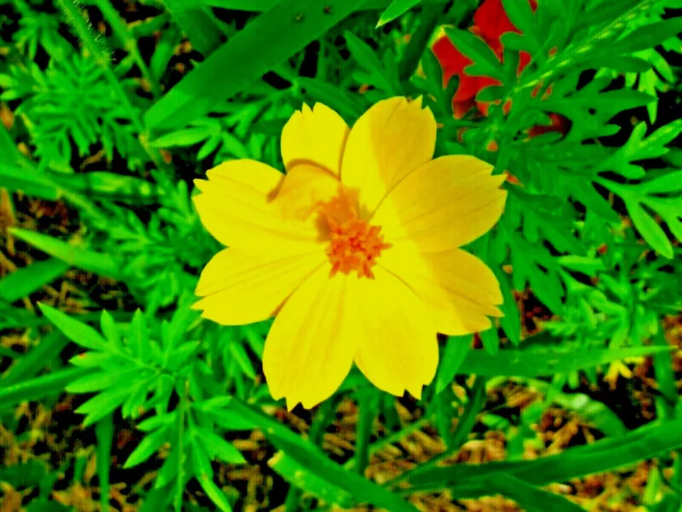 1 oz DWARF YELLOW LEMON COSMOS Flower Seeds Item image 4