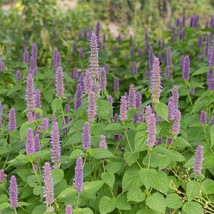 LWSTORE Hyssop Lavender Anise Agastache Purple Perennial Bees Love Non Gmo500 Se - £7.27 GBP