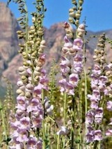 Shipped From Us 1000 Pale Beardtongue Pink Penstemon Flower Seeds, LC03 - £16.78 GBP