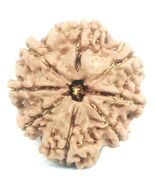 8 Mukhi Rudraksha - Collector Size - 24.61 mm - Nepal Bead - IGL Certified - $123.74