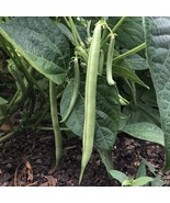 Slenderette Bush Green Beans 10 - 2 Oz Seeds Stringless Huge Yields Heirloom - €1,68 EUR - €6,77 EUR