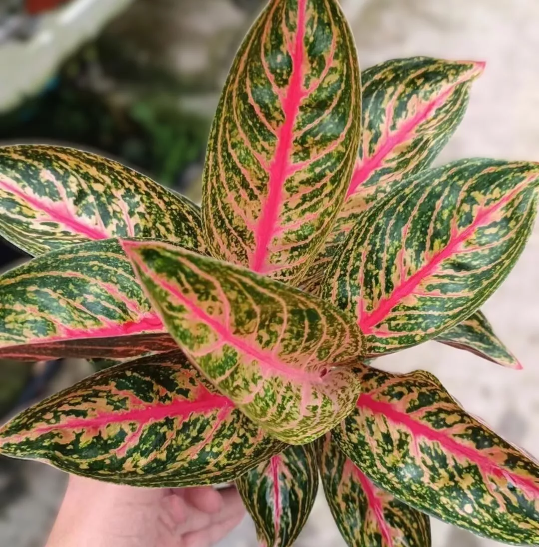 Aglaonema Golden Power, Golden Pink Foliage, Air-purifying Indoor Plant,... - $24.99