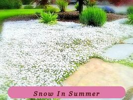 5870 snow in summer pop thumb200
