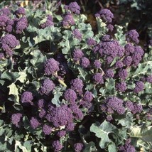 Red Spear Broccoli Seeds Fresh Seeds USA - $12.80