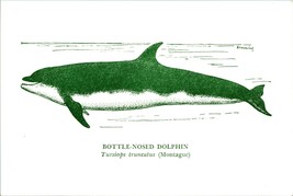 Bottle-Nosed Dolphin National Museum of Victoria Australia Postcard UNP - £2.78 GBP