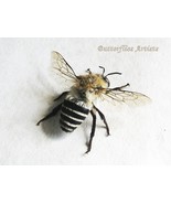 Hairy-tailed Leafcutter Bee Megachile Species Real Framed Entomology Sha... - $93.71 CAD