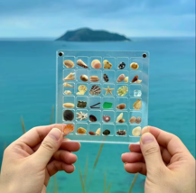 Sea Shell Display Case - $14.99+